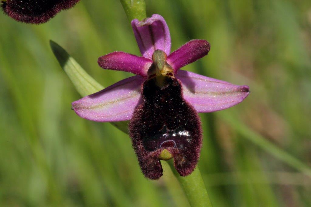 Ophrys bertolonii sub.nominale?